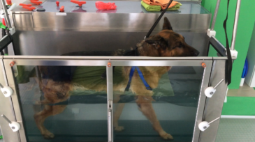 Riabilitazione cani, gatti, animali esotici:non convenzionali, cavalli