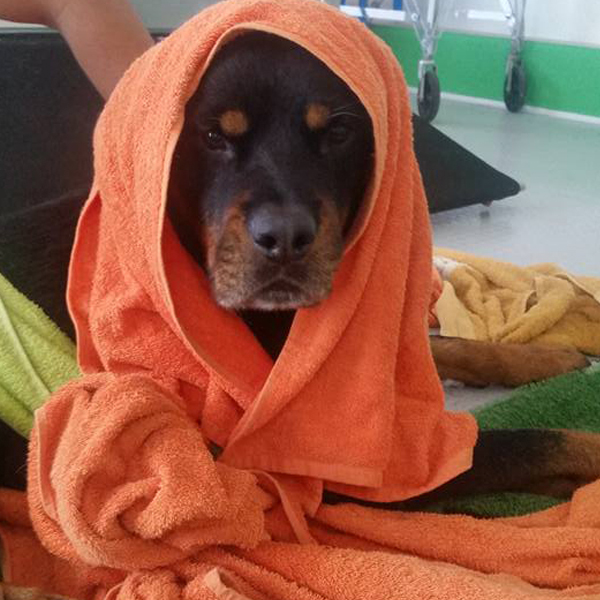 body_pet_riabilitazioneetoelettatura body_pet_riabilitazioneetoelettatura