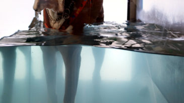 bodypet_riabilitazione_animale_roma_00