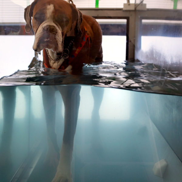 bodypet_riabilitazione_animale_roma_00 bodypet_riabilitazione_animale_roma_00