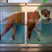 bodypet_riabilitazione_animale_roma_4 bodypet_riabilitazione_animale_roma_4