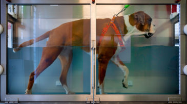 bodypet_riabilitazione_animale_roma_4