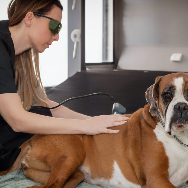 bodypet_riabilitazione_animali_roma bodypet_riabilitazione_animali_roma