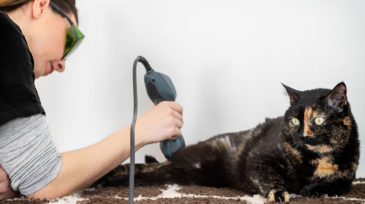 bodypet_riabilitazione_animale_roma_13