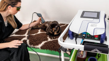 bodypet_riabilitazione_animale_roma_24