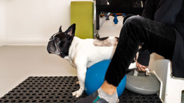 bodypet_riabilitazione_animale_roma_26