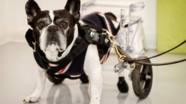 bodypet_riabilitazione_animale_roma_42