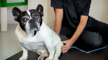 bodypet_riabilitazione_animale_roma_65