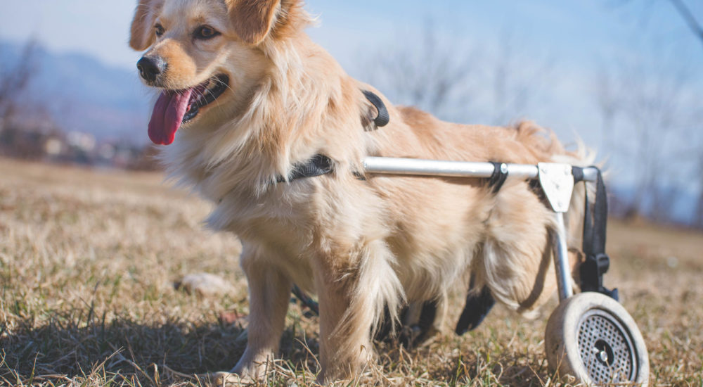 rotelle per animale_body pet rotelle per animale_body pet