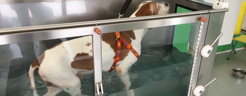 Riabilitazione cani, gatti, animali esotici:non convenzionali, cavalli_bodypet Riabilitazione cani, gatti, animali esotici:non convenzionali, cavalli_bodypet