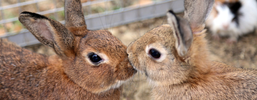 animali esotici animali esotici