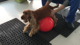 bodypet_veterinario_roma_10 bodypet_veterinario_roma_10