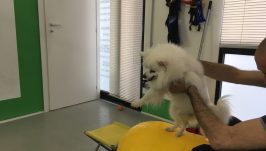 bodypet_veterinario_roma_4 bodypet_veterinario_roma_4