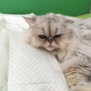 bodypet_veterinario_roma_5 bodypet_veterinario_roma_5