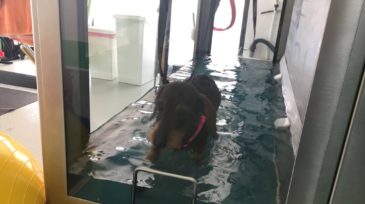 andatura spinale_bodypet_8